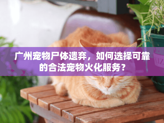广州宠物尸体遗弃，如何选择可靠的合法宠物火化服务？