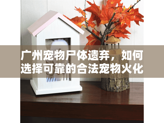 广州宠物尸体遗弃，如何选择可靠的合法宠物火化服务？