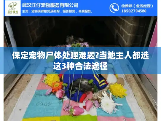 保定宠物尸体处理难题?当地主人都选这3种合法途径