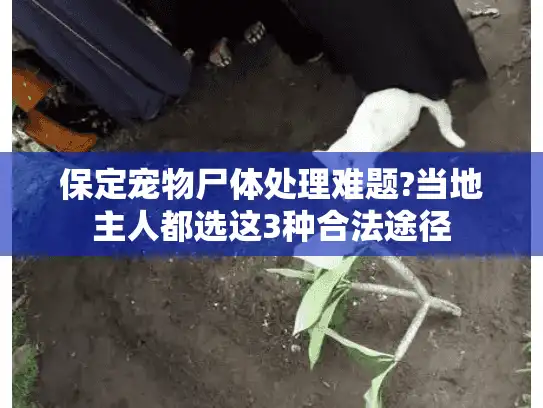保定宠物尸体处理难题?当地主人都选这3种合法途径