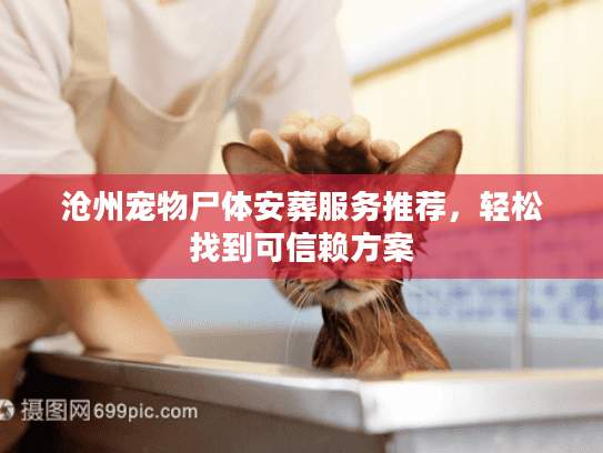 沧州宠物尸体安葬服务推荐，轻松找到可信赖方案