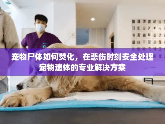 宠物尸体如何焚化,在悲伤时刻安全处理宠物遗体的专业解决方案 宠物尸体如何焚化,在悲伤时刻安全处理宠物遗体的专业解决方案