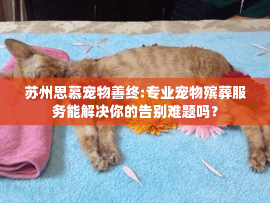 苏州思慕宠物善终:专业宠物殡葬服务能解决你的告别难题吗？