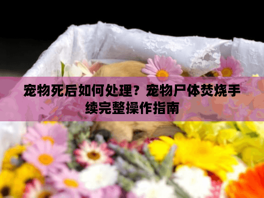 宠物死后如何处理？宠物尸体焚烧手续完整操作指南