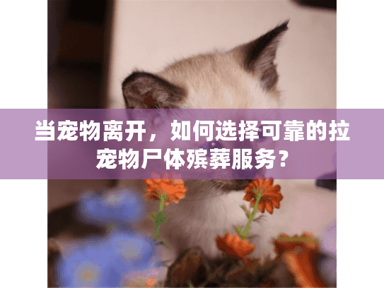 当宠物离开，如何选择可靠的拉宠物尸体殡葬服务？