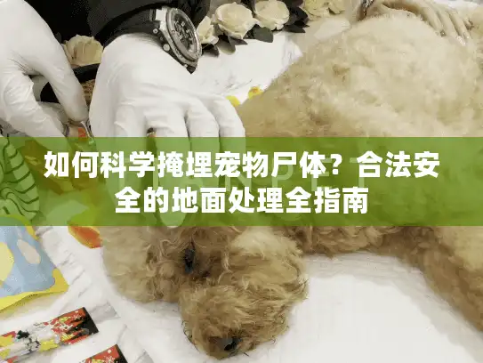 如何科学掩埋宠物尸体？合法安全的地面处理全指南