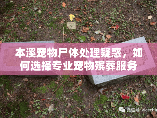 本溪宠物尸体处理疑惑,如何选择专业宠物殡葬服务? 本溪宠物尸体处理疑惑,如何选择专业宠物殡葬服务?