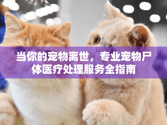 当你的宠物离世，专业宠物尸体医疗处理服务全指南