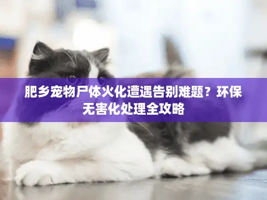 肥乡宠物尸体火化遭遇告别难题？环保无害化处理全攻略