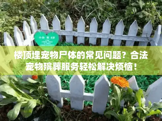 楼顶埋宠物尸体的常见问题?合法宠物殡葬服务轻松解决烦恼! 楼顶埋宠物尸体的常见问题?合法宠物殡葬服务轻松解决烦恼!