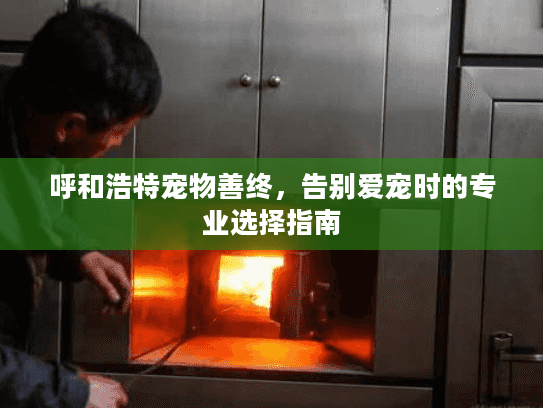 呼和浩特宠物善终，告别爱宠时的专业选择指南