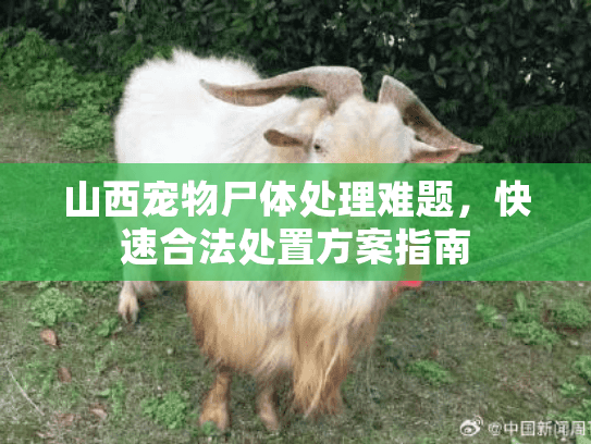 山西宠物尸体处理难题，快速合法处置方案指南