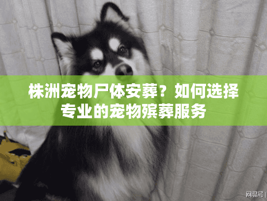 株洲宠物尸体安葬？如何选择专业的宠物殡葬服务