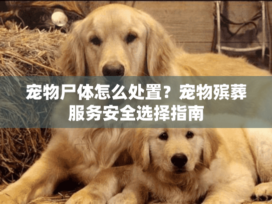 宠物尸体怎么处置？宠物殡葬服务安全选择指南