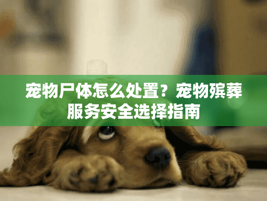 宠物尸体怎么处置？宠物殡葬服务安全选择指南