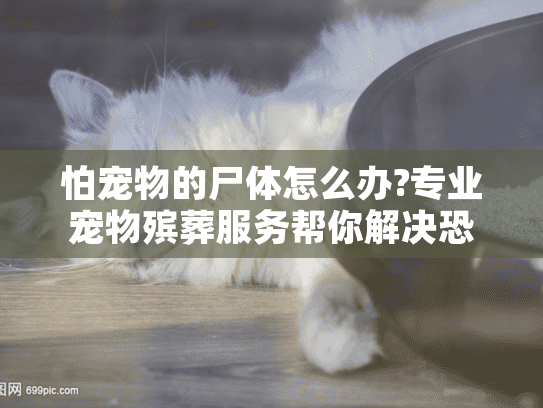 怕宠物的尸体怎么办?专业宠物殡葬服务帮你解决恐惧安心告别
