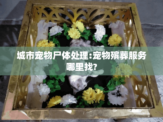 城市宠物尸体处理:宠物殡葬服务哪里找?