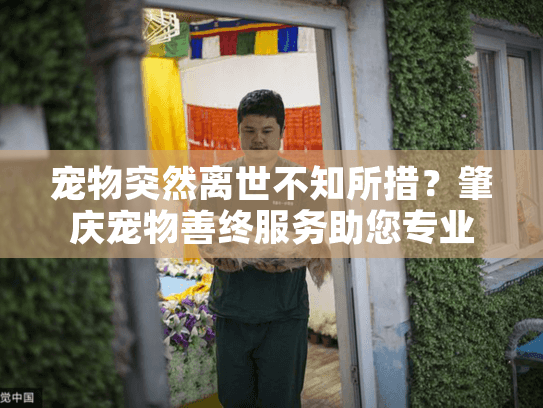 宠物突然离世不知所措？肇庆宠物善终服务助您专业告别