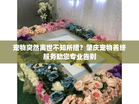 宠物突然离世不知所措？肇庆宠物善终服务助您专业告别