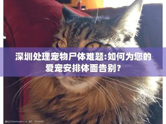 深圳处理宠物尸体难题:如何为您的爱宠安排体面告别? 深圳处理宠物尸体难题:如何为您的爱宠安排体面告别?