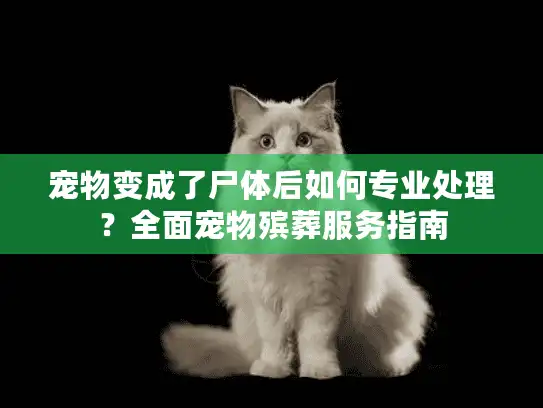 宠物变成了尸体后如何专业处理？全面宠物殡葬服务指南