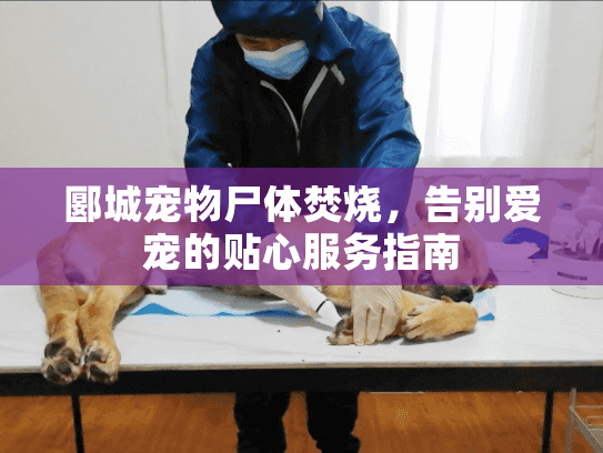 郾城宠物尸体焚烧，告别爱宠的贴心服务指南