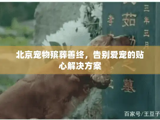 北京宠物殡葬善终,告别爱宠的贴心解决方案 北京宠物殡葬善终,告别爱宠的贴心解决方案