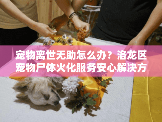 宠物离世无助怎么办?洛龙区宠物尸体火化服务安心解决方案 宠物离世无助怎么办?洛龙区宠物尸体火化服务安心解决方案