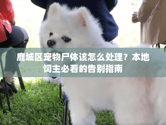 鹿城区宠物尸体该怎么处理？本地饲主必看的告别指南