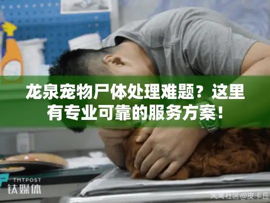龙泉宠物尸体处理难题？这里有专业可靠的服务方案！