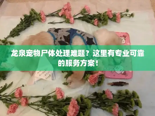 龙泉宠物尸体处理难题？这里有专业可靠的服务方案！
