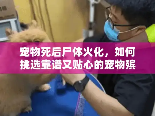 宠物死后尸体火化，如何挑选靠谱又贴心的宠物殡葬服务？