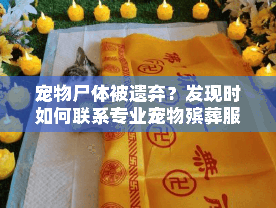 宠物尸体被遗弃？发现时如何联系专业宠物殡葬服务