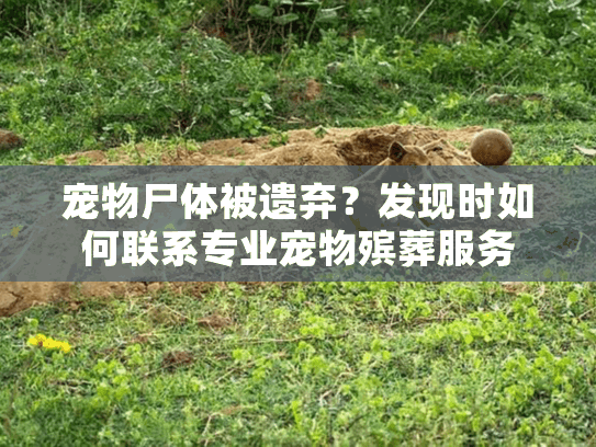 宠物尸体被遗弃？发现时如何联系专业宠物殡葬服务
