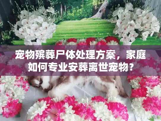 宠物殡葬尸体处理方案,家庭如何专业安葬离世宠物? 宠物殡葬尸体处理方案,家庭如何专业安葬离世宠物?