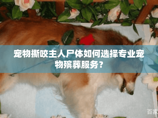 宠物撕咬主人尸体如何选择专业宠物殡葬服务？
