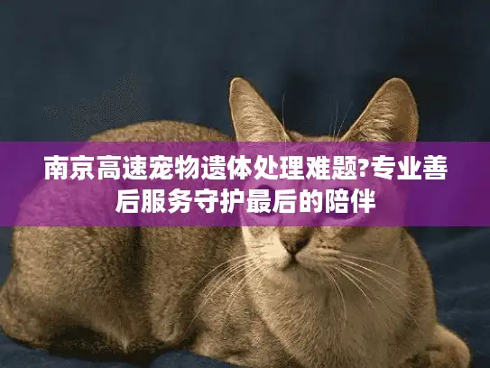 南京高速宠物遗体处理难题?专业善后服务守护最后的陪伴