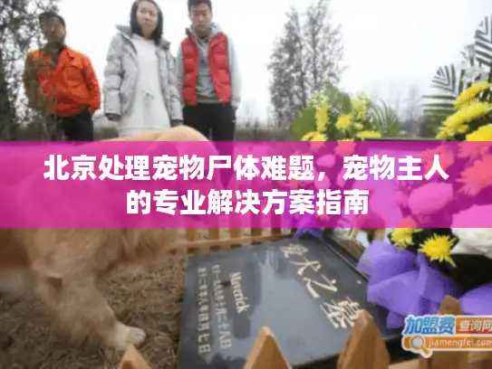 北京处理宠物尸体难题，宠物主人的专业解决方案指南