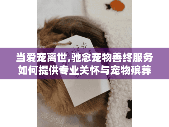 当爱宠离世,驰念宠物善终服务如何提供专业关怀与宠物殡葬服务选择? 当爱宠离世,驰念宠物善终服务如何提供专业关怀与宠物殡葬服务选择?