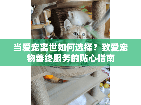 当爱宠离世如何选择?致爱宠物善终服务的贴心指南 当爱宠离世如何选择?致爱宠物善终服务的贴心指南