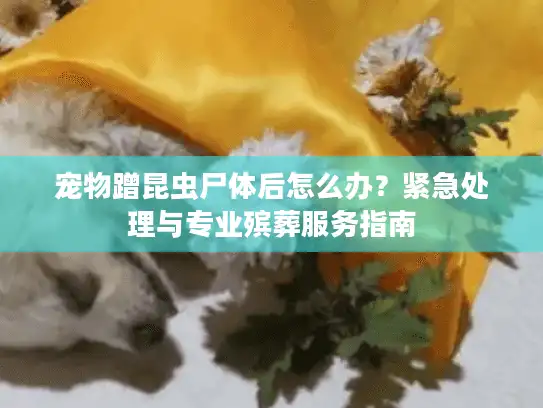 宠物蹭昆虫尸体后怎么办？紧急处理与专业殡葬服务指南