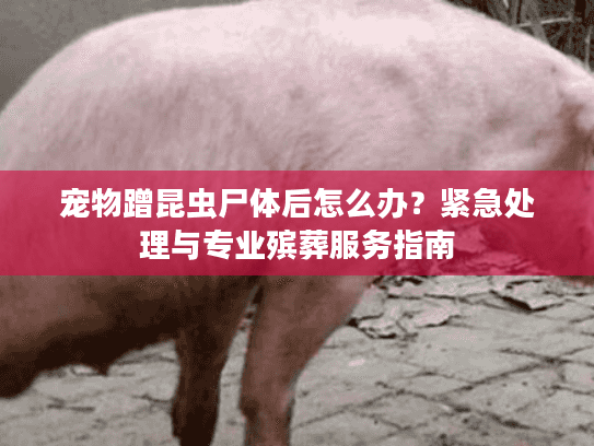 宠物蹭昆虫尸体后怎么办？紧急处理与专业殡葬服务指南