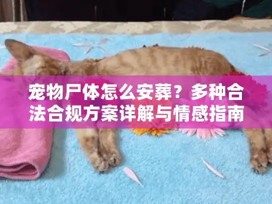 宠物尸体怎么安葬?多种合法合规方案详解与情感指南 宠物尸体怎么安葬?多种合法合规方案详解与情感指南