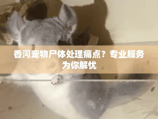香河宠物尸体处理痛点？专业服务为你解忧