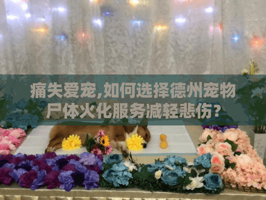 痛失爱宠,如何选择德州宠物尸体火化服务减轻悲伤？