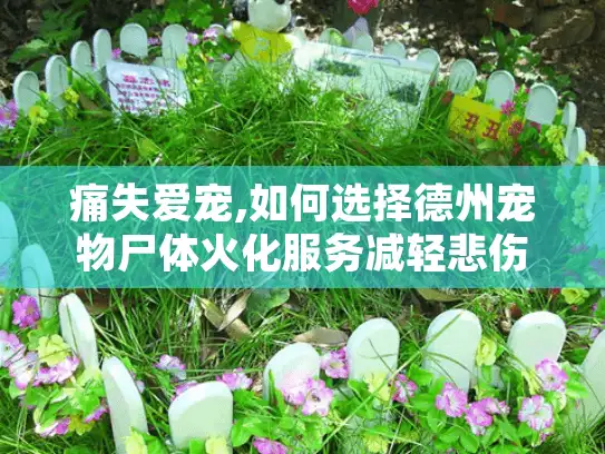 痛失爱宠,如何选择德州宠物尸体火化服务减轻悲伤？