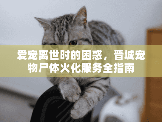 爱宠离世时的困惑，晋城宠物尸体火化服务全指南