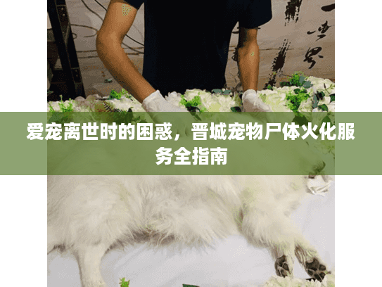 爱宠离世时的困惑，晋城宠物尸体火化服务全指南