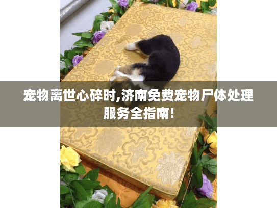 宠物离世心碎时,济南免费宠物尸体处理服务全指南! 宠物离世心碎时,济南免费宠物尸体处理服务全指南!