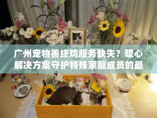 广州宠物善终鸡服务缺失?暖心解决方案守护特殊家庭成员的最后尊严 广州宠物善终鸡服务缺失?暖心解决方案守护特殊家庭成员的最后尊严
